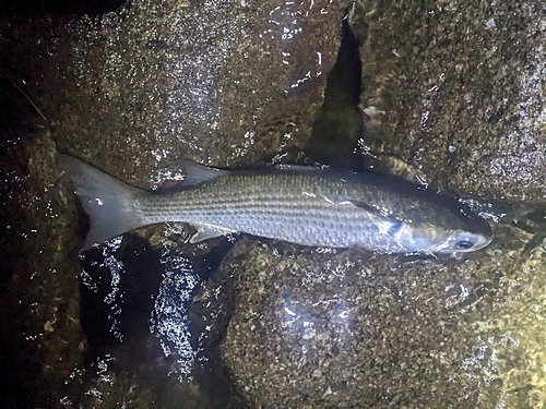 ボラの釣果