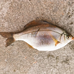 ウミタナゴの釣果