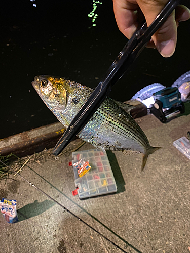 コノシロの釣果