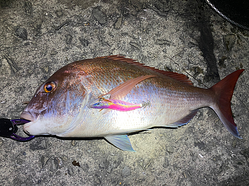 タイの釣果