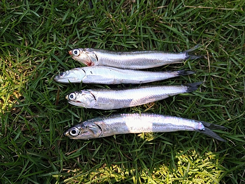 カタクチイワシの釣果