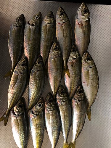 アジの釣果