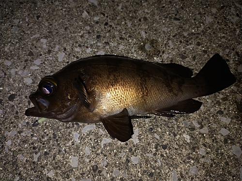 メバルの釣果