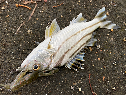 コトヒキの釣果