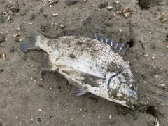 ミナミクロダイの釣果