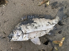 ミナミクロダイの釣果