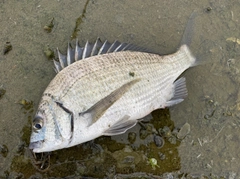 ミナミクロダイの釣果