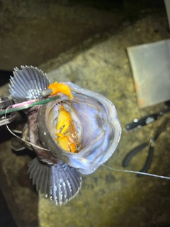 クロソイの釣果