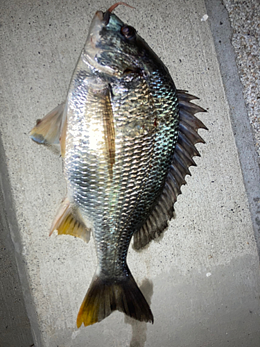 キビレの釣果