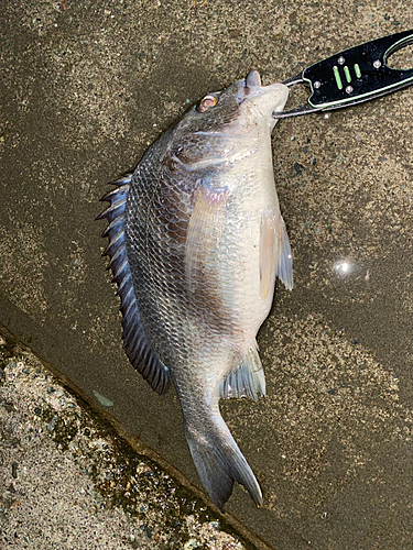 チヌの釣果