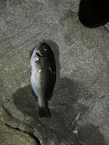 グレの釣果