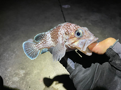 マゾイの釣果