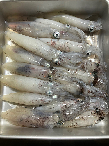 マメイカの釣果