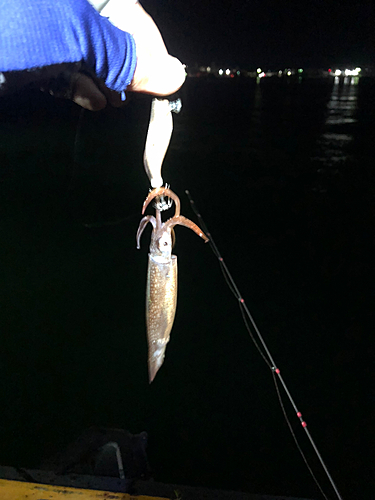 イカの釣果