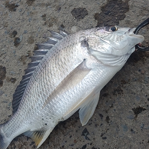 キチヌの釣果