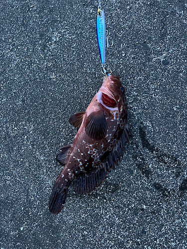 キジハタの釣果