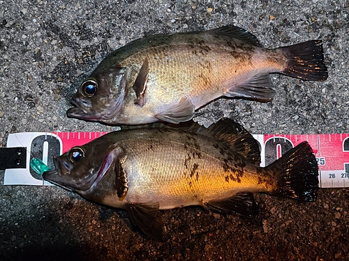 メバルの釣果