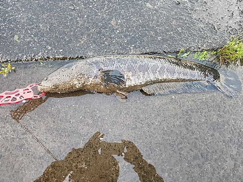 ライギョの釣果