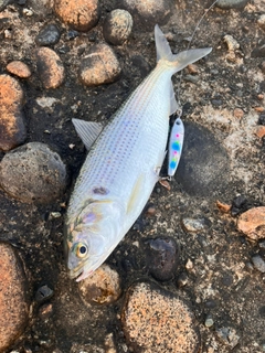 コノシロの釣果