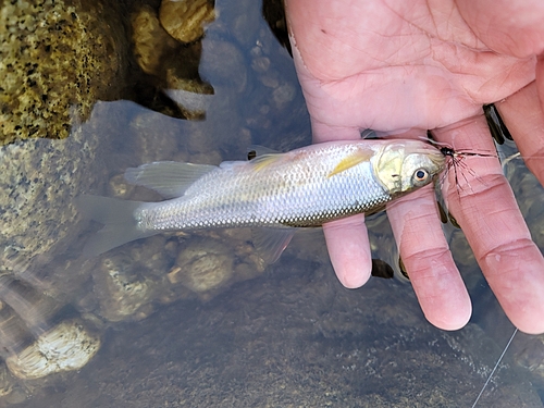 カワムツの釣果