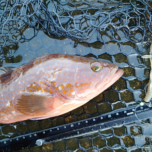 キジハタの釣果