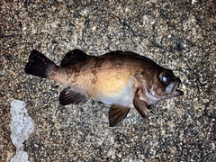 メバルの釣果