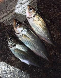 アジの釣果