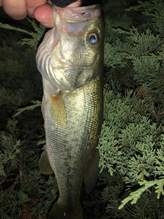 ラージマウスバスの釣果