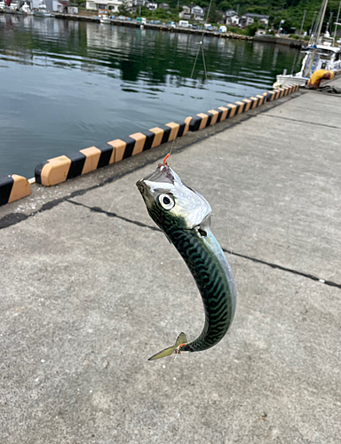 サバの釣果