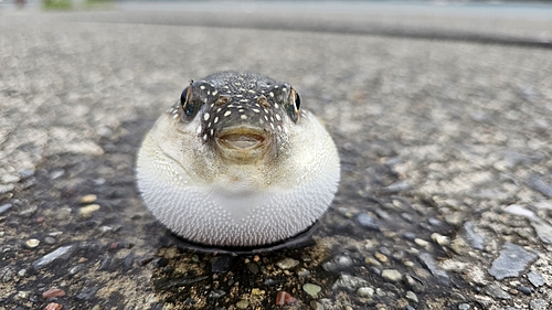 フグの釣果