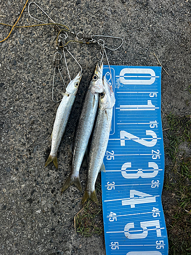 カマスの釣果