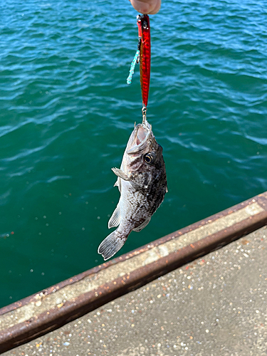 クロソイの釣果