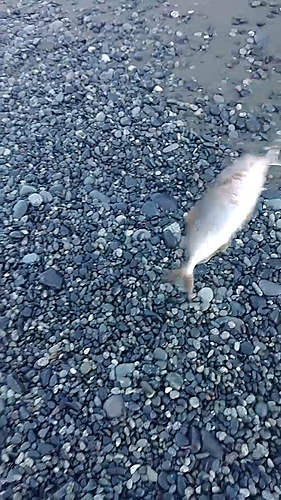 ショゴの釣果