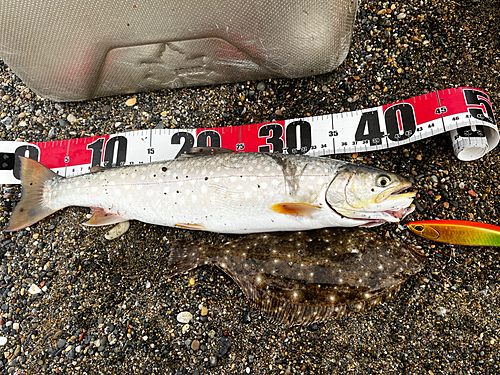 アメマスの釣果