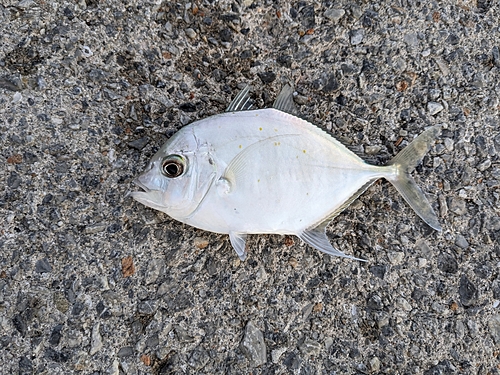 メッキの釣果