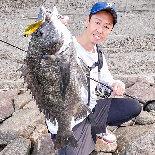 クロダイの釣果