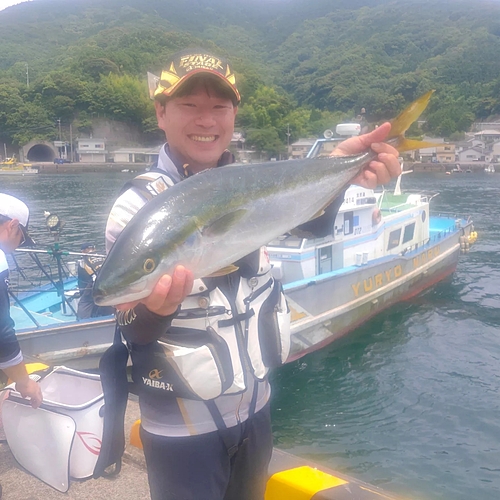 ハマチの釣果