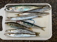 カマスの釣果