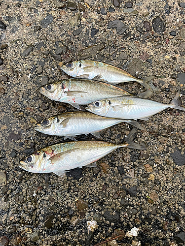 アジの釣果