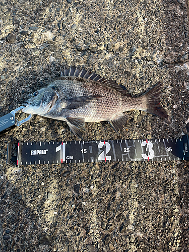 チヌの釣果