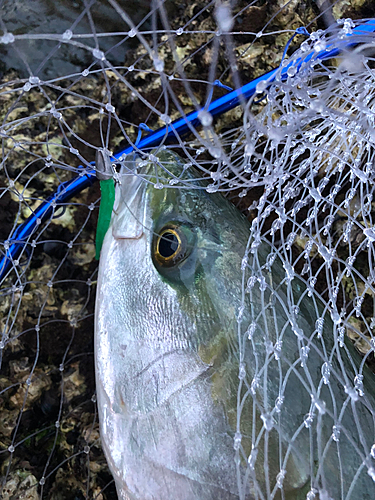 ハマチの釣果