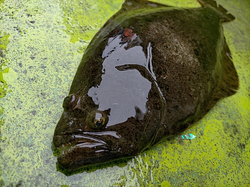 ヒラメの釣果