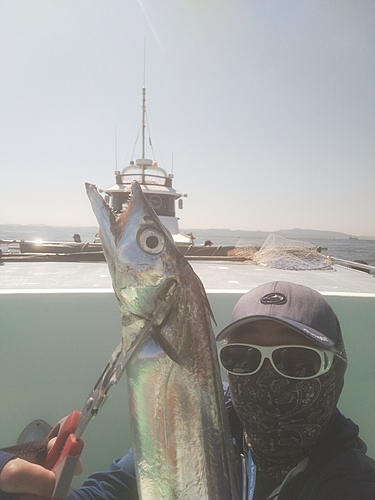 タチウオの釣果