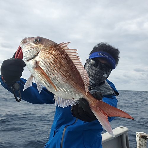 マダイの釣果