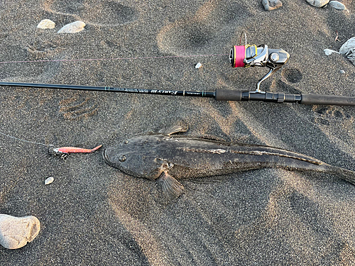 マゴチの釣果