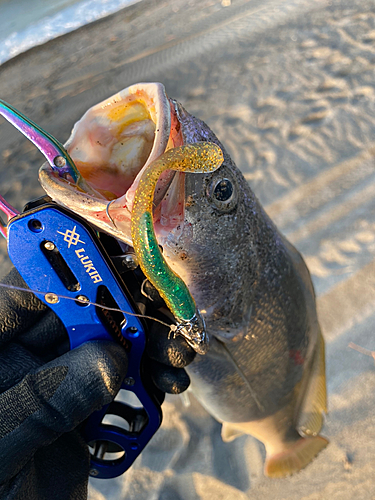 ニベの釣果