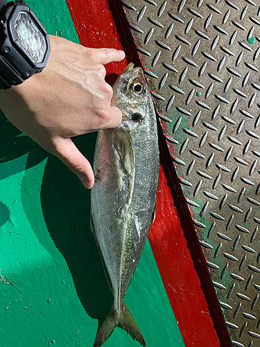 マアジの釣果