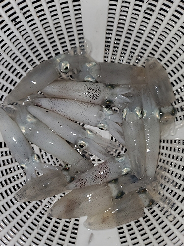 ヒイカの釣果