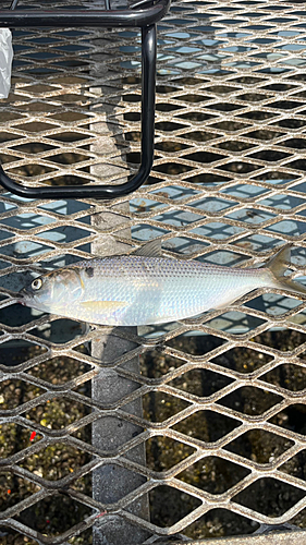 コノシロの釣果