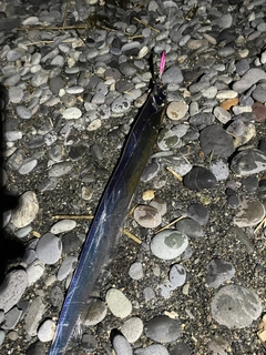 タチウオの釣果